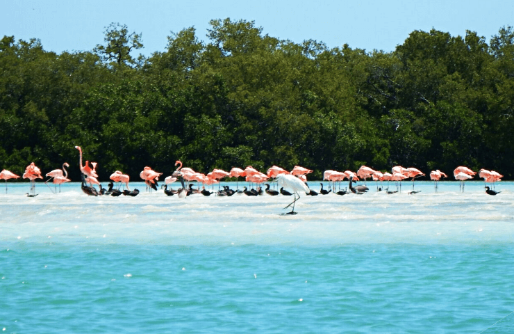 HOLBOX 